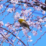 桜の蜜を食べるメジロ