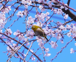 メジロ 桜 蜜 食べる