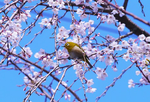 メジロ 桜 蜜 食べる