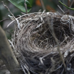 メジロの巣！毎年巣を作る理由とは？