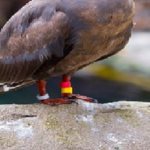 メジロはパンや牛脂を餌にする メジロのことが知りたい